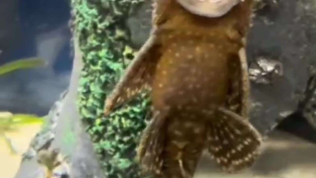 Fish clip