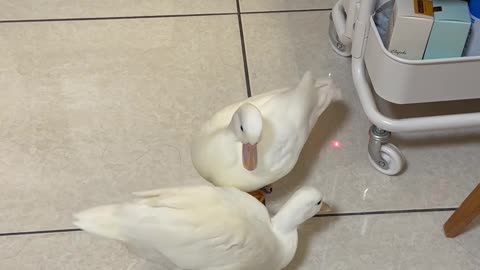 Ducks Chase Laser Pointer