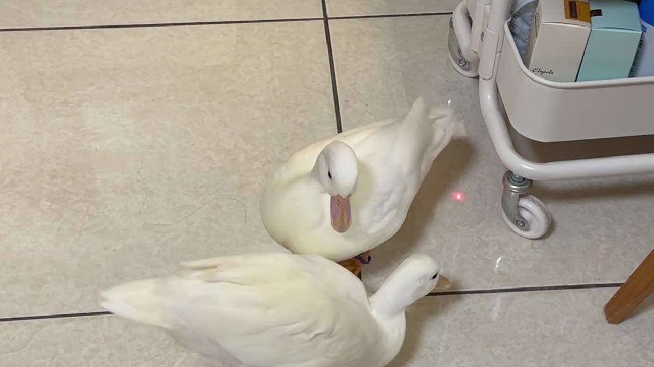 Ducks Chase Laser Pointer