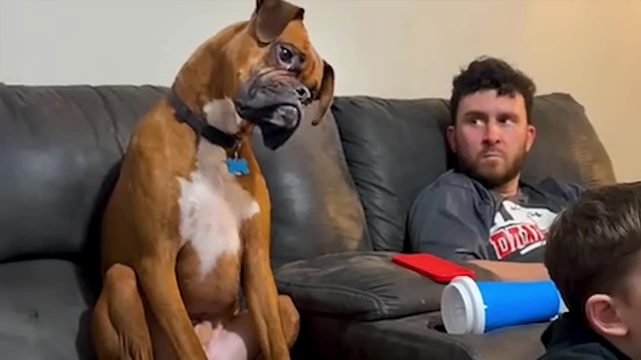 goofy boxer dogs that will surely get you a laugh