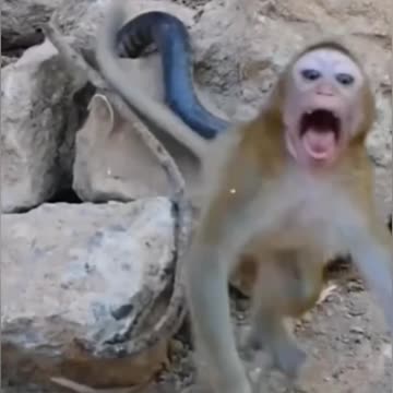 Snake Vs Monkey Video Viral:
