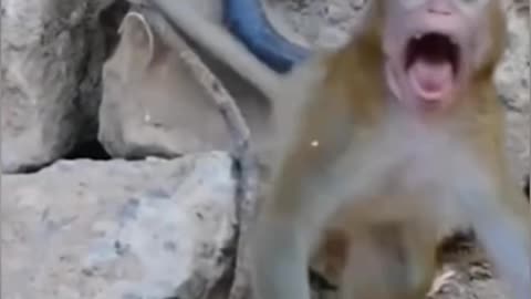 Snake Vs Monkey Video Viral: