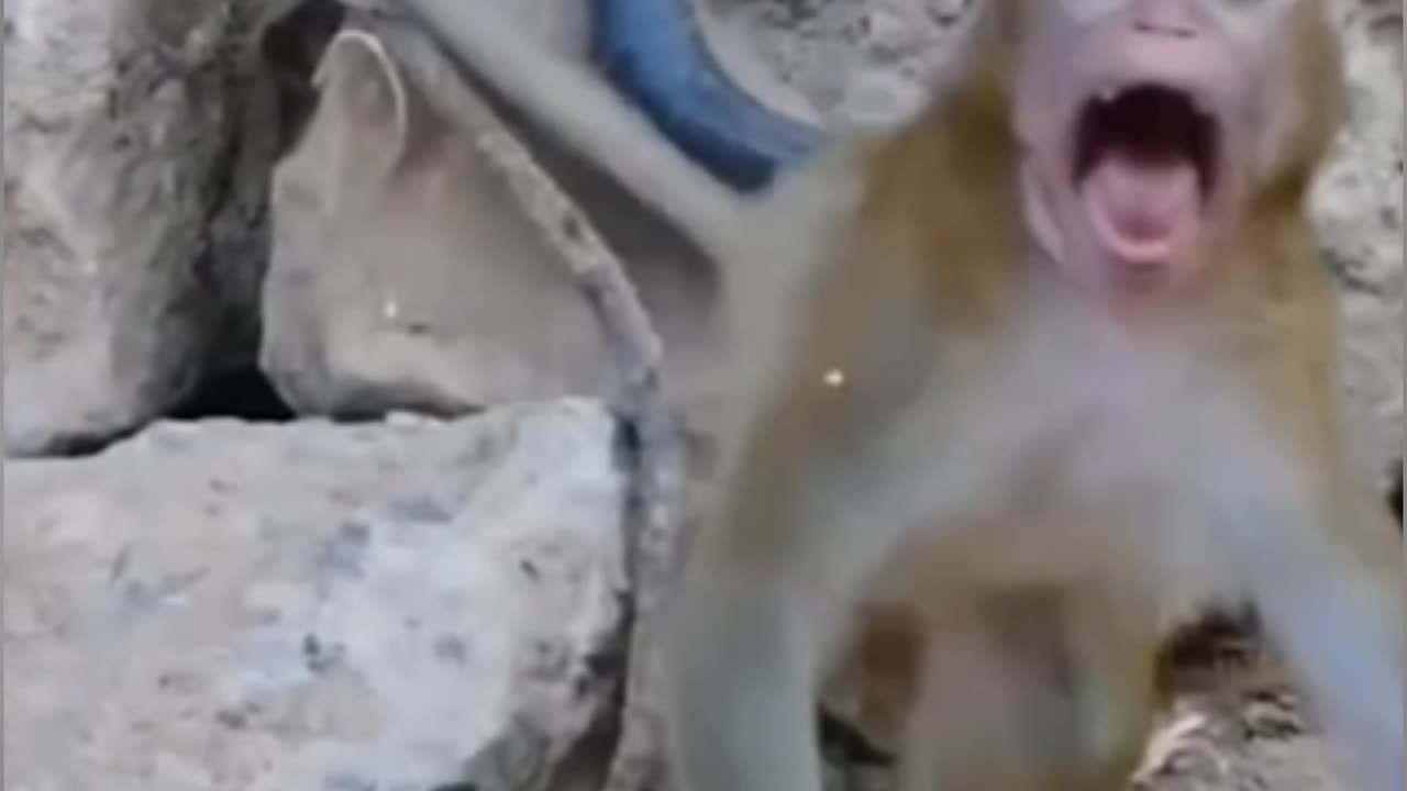 Snake Vs Monkey Video Viral: