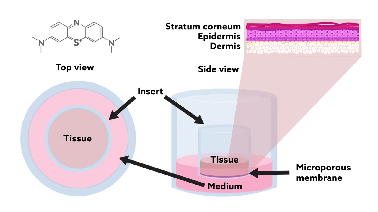 Methylene blue, a common antioxidant, could reverse signs of aging in human skin