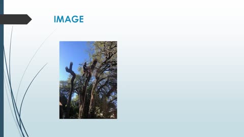 Best Arborist in Hays