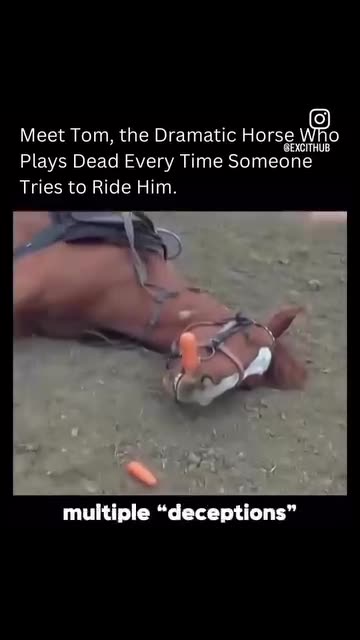 Meet Tom, the Dramatic Horse SEXCITHUB Who Plays Dead Every Time Someone Tries to Ride Him.