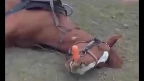 Meet Tom, the Dramatic Horse SEXCITHUB Who Plays Dead Every Time Someone Tries to Ride Him.