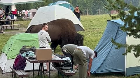 Tourists Set Up Tent Way Too Close to Bison