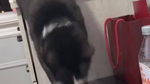 FUNNY CAT moment 😁