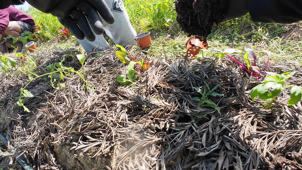 Actividades na Horta Experimental, Margem Sul Agrofloresta 15th of April 2k25 Part 7