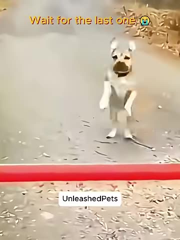 funniest dogs having a ruff day