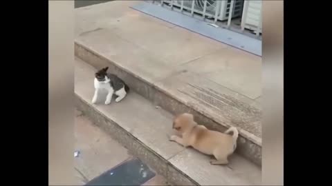 Cat VS Dog Funny Animal Videos #shorts