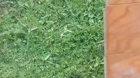 Tim -Rifat TikTok Videos