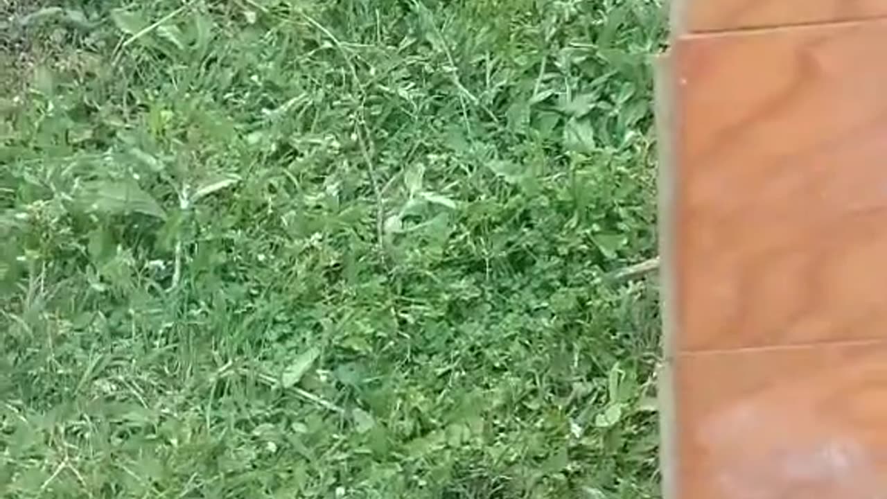 Tim -Rifat TikTok Videos