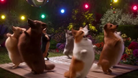 Groovy Garden Bash: Corgis & Dachshunds Disco Fever!