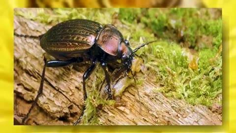 Part_02 Beautiful 4K Insects Video in 4K Video Ultra HD with Relaxing Music