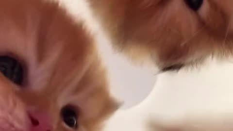 Miaw Overload 💞💞💞💞
