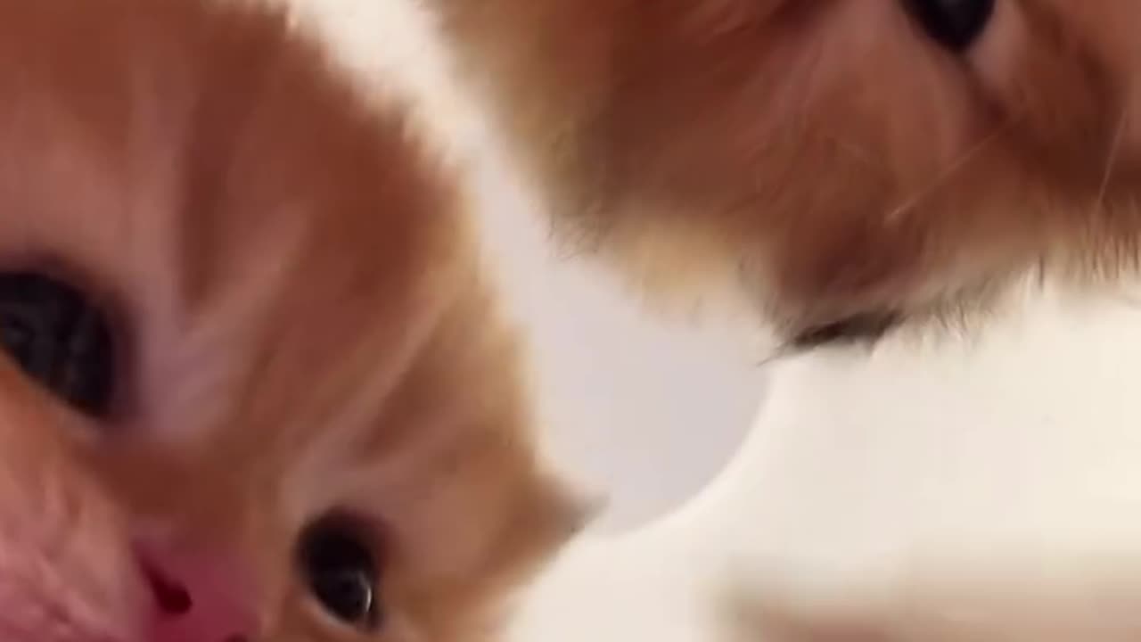 Miaw Overload 💞💞💞💞
