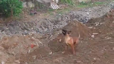 खुदाई करने वाली मशीन कुत्तों का खेल का मैदान