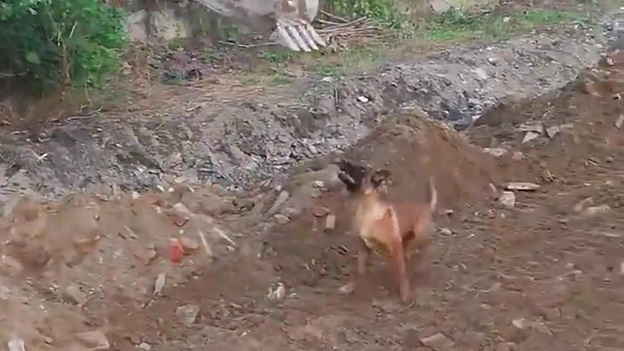 खुदाई करने वाली मशीन कुत्तों का खेल का मैदान