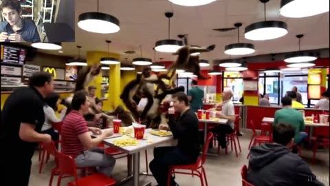 Over 5 Monkeys Roam Around A McDonald's Restaurant Fake Funny Parody Video With Live Commentary