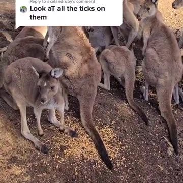 Kangaroo tales | only in Australia