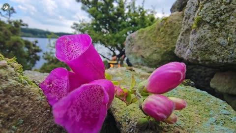 Cooking STEAK on HOT STONES over Fire ASMR Outdoor Campfire Cooking