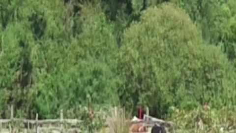 cow