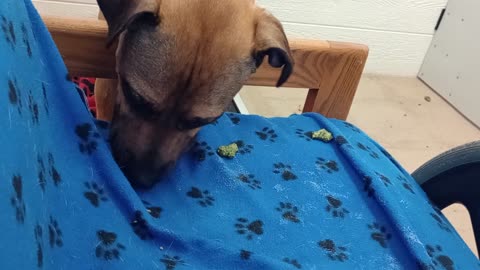 Pinecone 1y A866265 @TRN very unsure of men I ask him 4 tiny seconds of eye contact love20250803347