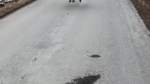 #funnyvideosdaily