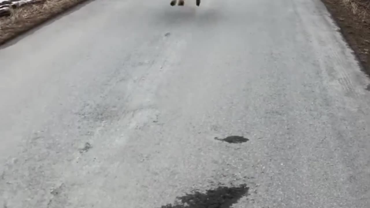 #funnyvideosdaily