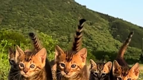 This cat has soft fur and is lovely!