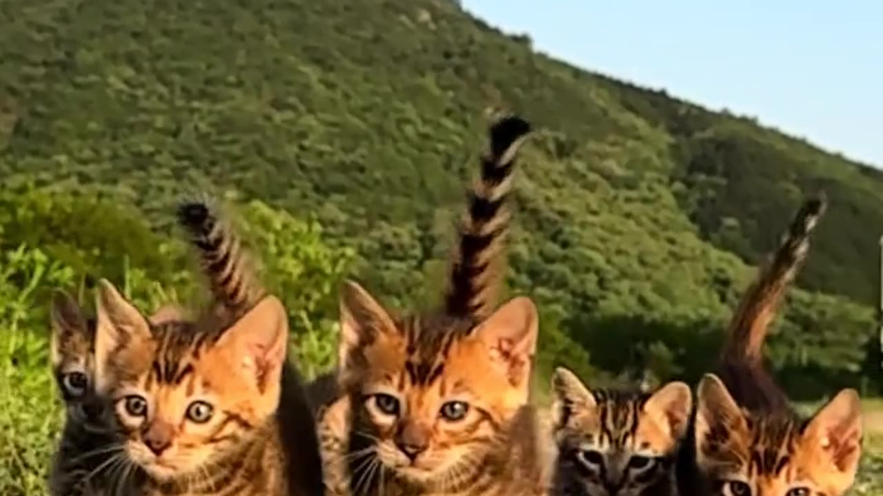 This cat has soft fur and is lovely!