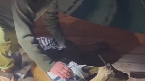 Rescue drowning wild impala