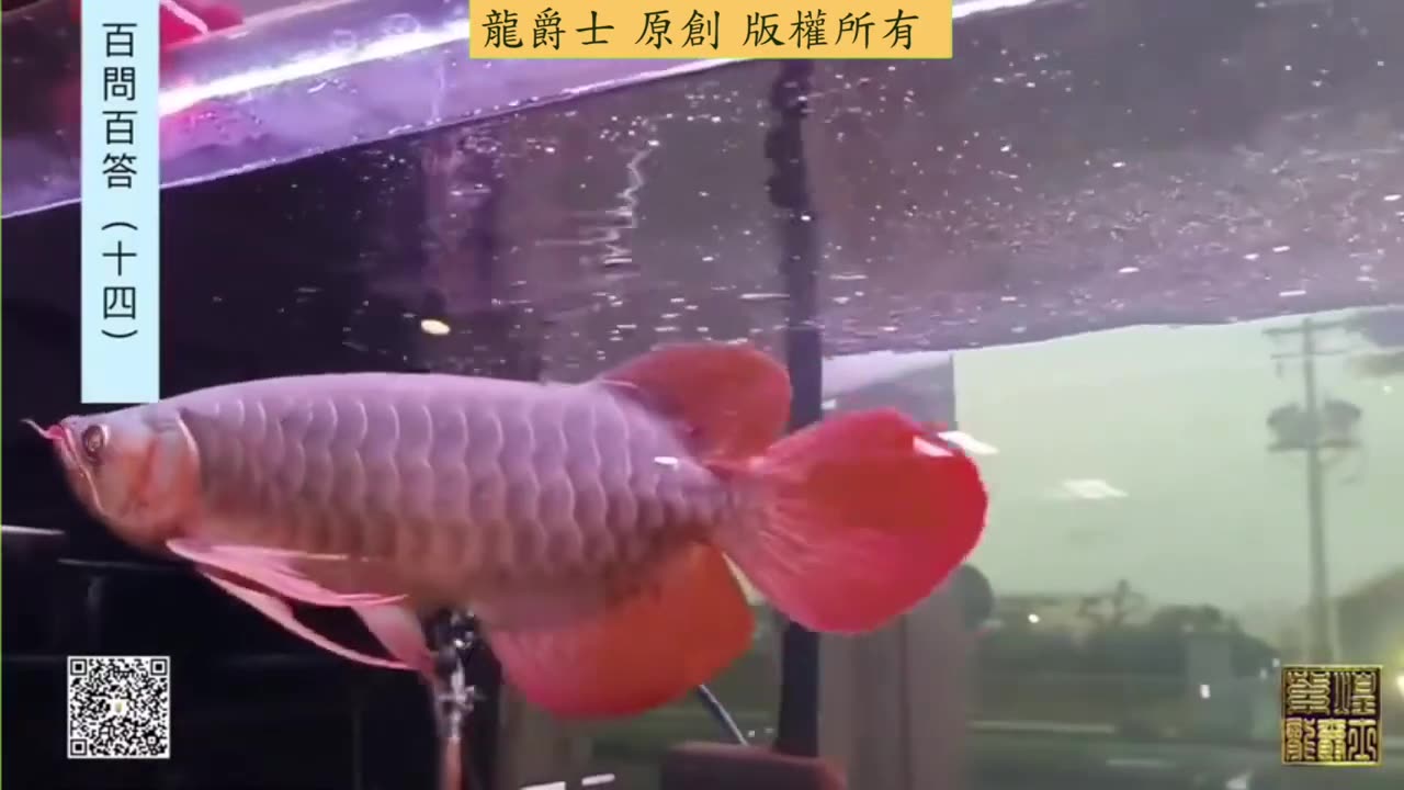 【龍爵士】千問千答 Q139 三尺缸可以養金龍魚嗎