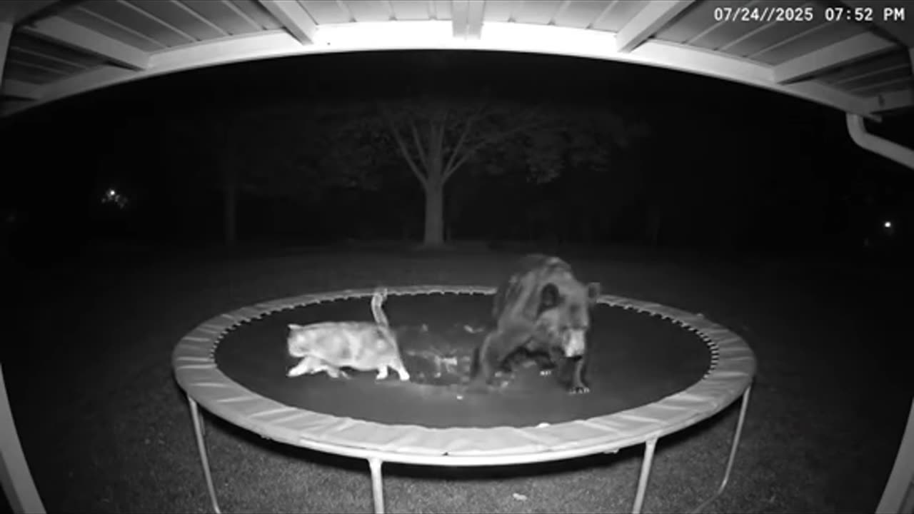 Who is paying for the new trampoline? The cat or the bear?
