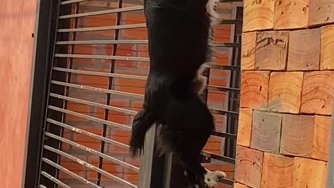 Spider Dog