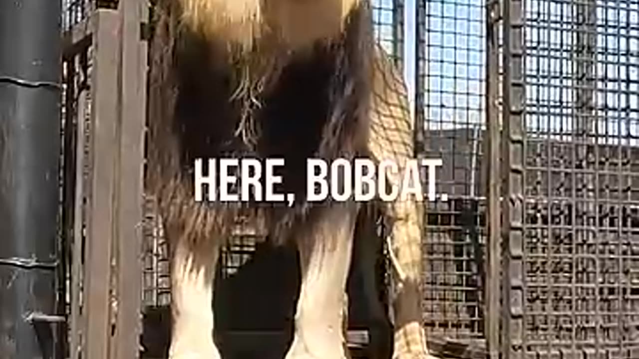 Wild animals