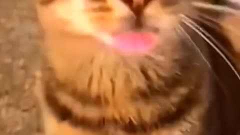 Living with a dog and a cat is never boring! 🤣 Part - 2