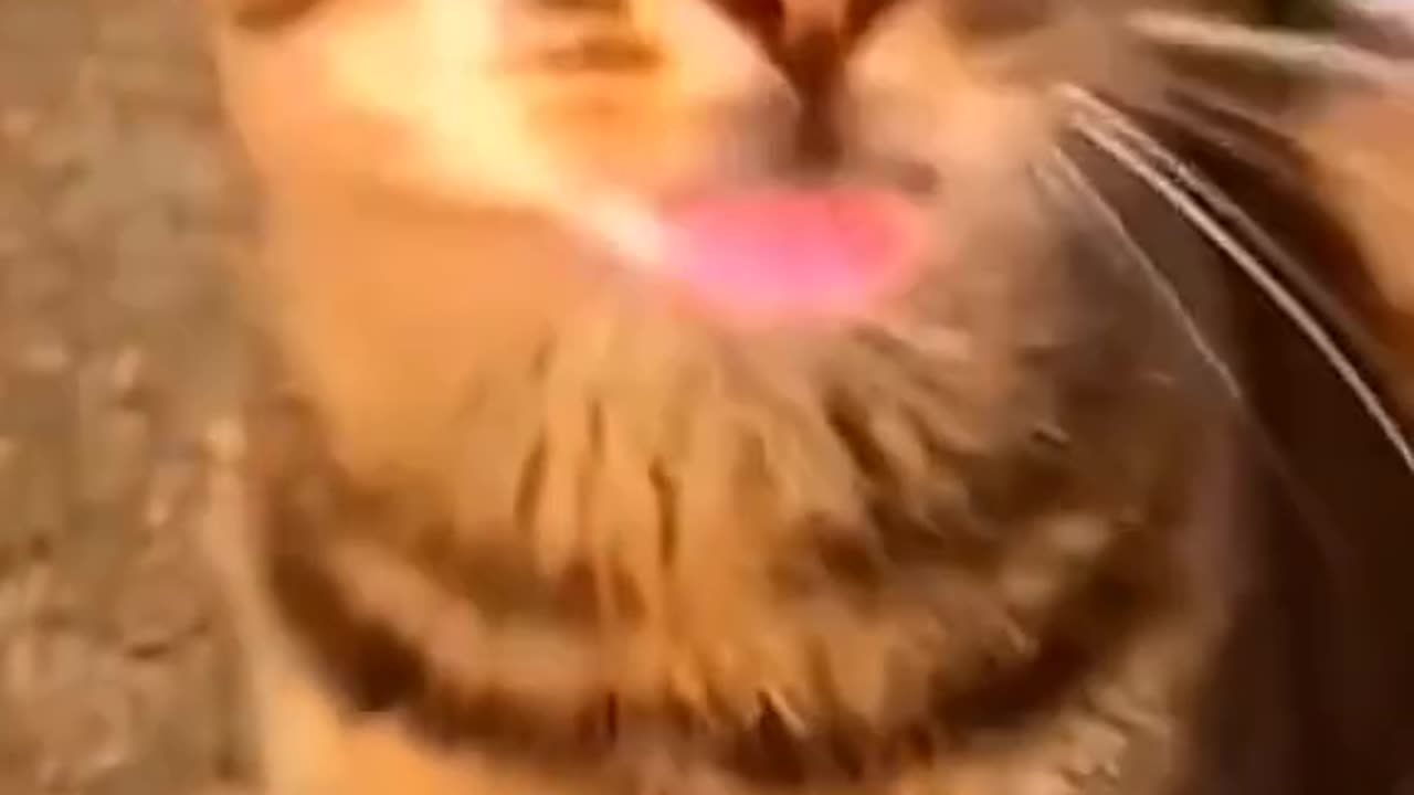 Living with a dog and a cat is never boring! 🤣 Part - 2