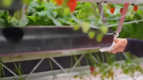 Automated strawberry production by Dyson