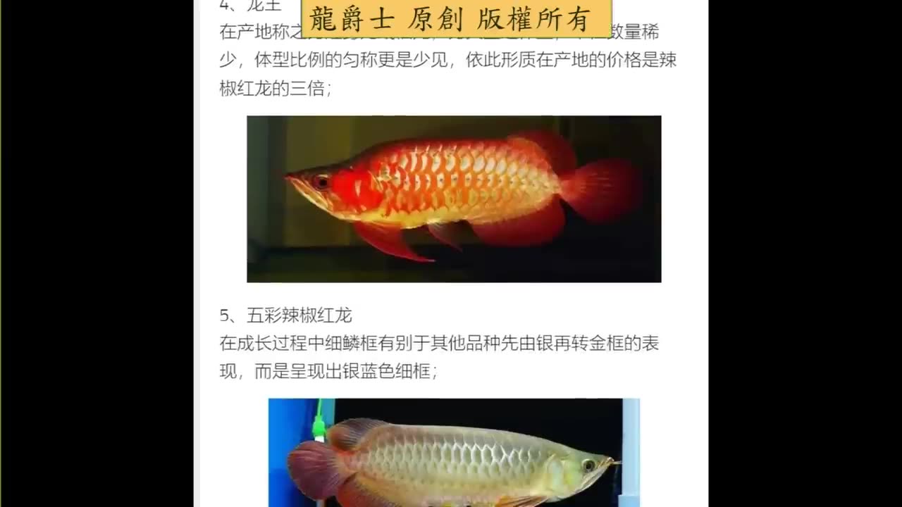 【龍爵士】龍魚百科 龍魚身上的印記