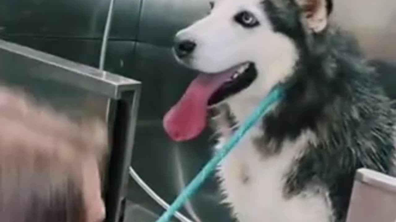 Dogs possess "episodic-like" memory, recalling specific past events.
