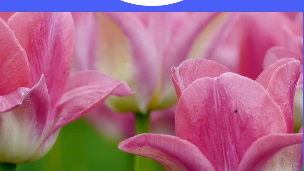 Top 40 Rabbana Duas Every Muslim Should Know (dua no 41) #shorts