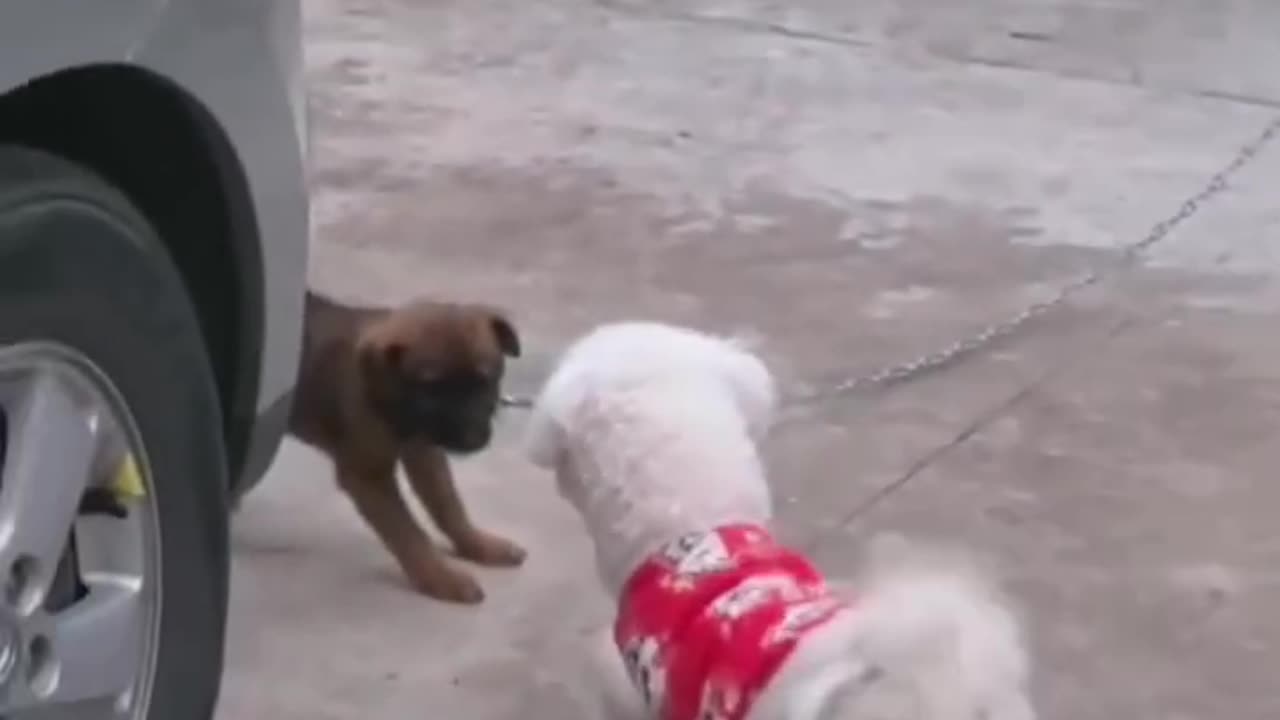 Getting set for a fight 🤣🤣🤣