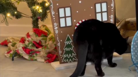 Cute Precious Piper Inspects the Gingerbread House - My Adopted Shelter Cat Vlog #shorts