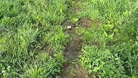 This Mother Bird's Love For Her Children Is Touching! ❤️