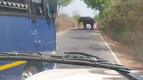 Elephant Attack video