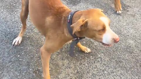 Dog's Comedy Videos 🤣 so cute videos 😍