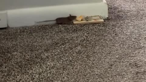 😂🐭 Epic Mouse Catching Attempt Gone Hilariously Wrong! | FunFM